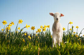 Lente3